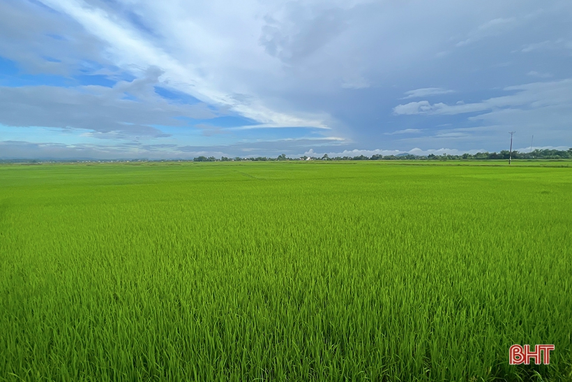 Bài tuyên truyền phòng chống dịch hại trên cây lúa hè thu và dịch bệnh trên đàn vật nuôi