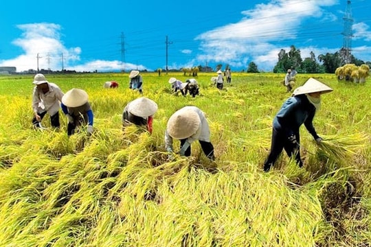 Bài tuyên truyền đảm báo ATGT trong mùa thu hoạch lúa vụ xuân